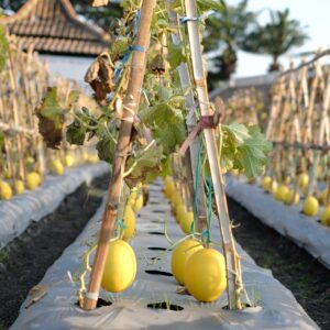 canary melon