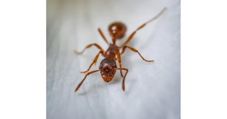 Ant With Bindle: A Symbol of Strength and Resourcefulness