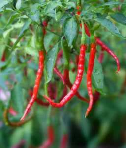 chile de arbol