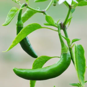 chile de arbol