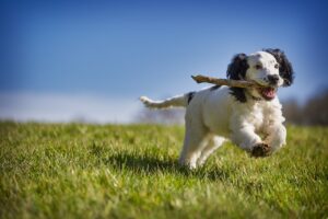 silken windhound